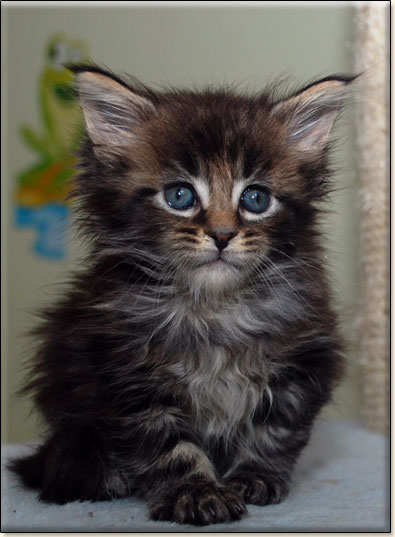 hodowla kotw rasy Maine Coon Villa Park*PL