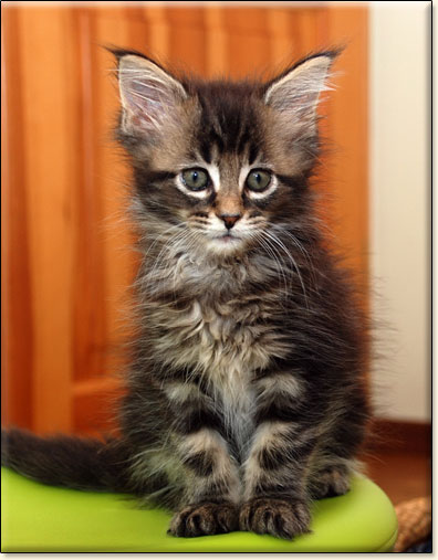 hodowla kotw rasy Maine Coon Villa Park*PL