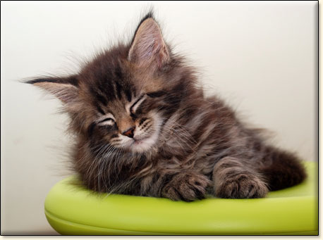 hodowla kotw rasy Maine Coon Villa Park*PL