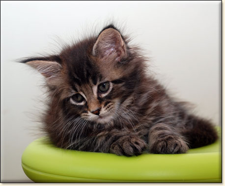 hodowla kotw rasy Maine Coon Villa Park*PL