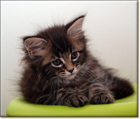 hodowla kotw rasy Maine Coon Villa Park*PL