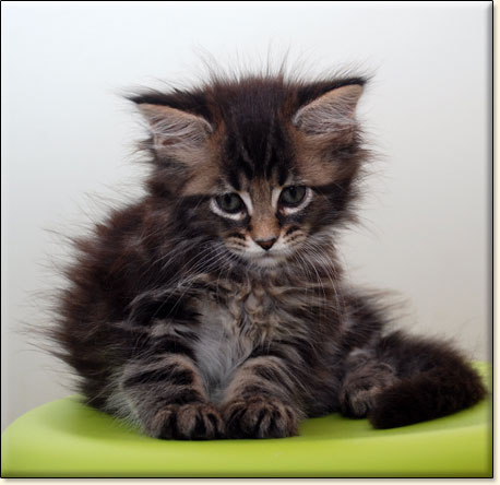 hodowla kotw rasy Maine Coon Villa Park*PL