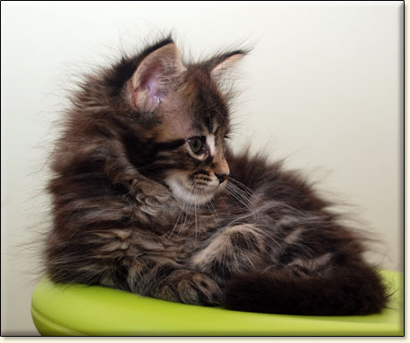 hodowla kotw rasy Maine Coon Villa Park*PL