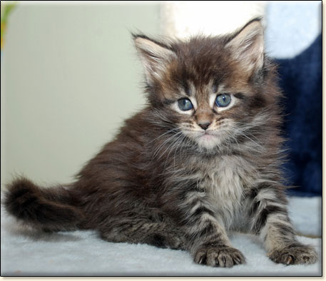 Maine Coon cattery Villa Park*PL