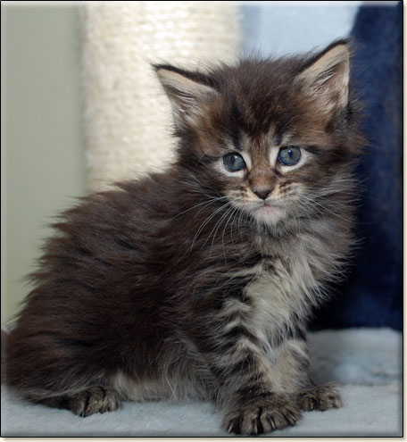 hodowla kotw rasy Maine Coon Villa Park*PL