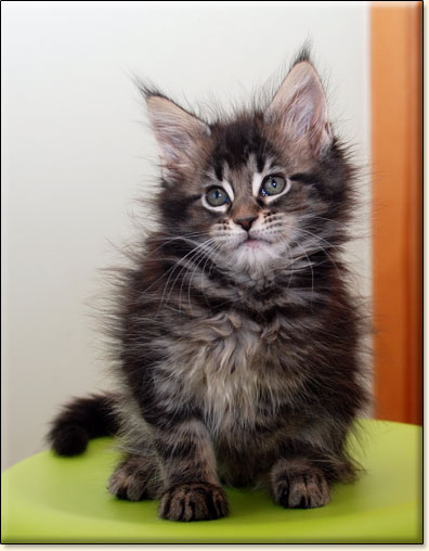 hodowla kotw rasy Maine Coon Villa Park*PL