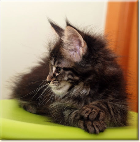 Maine Coon cattery Villa Park*PL