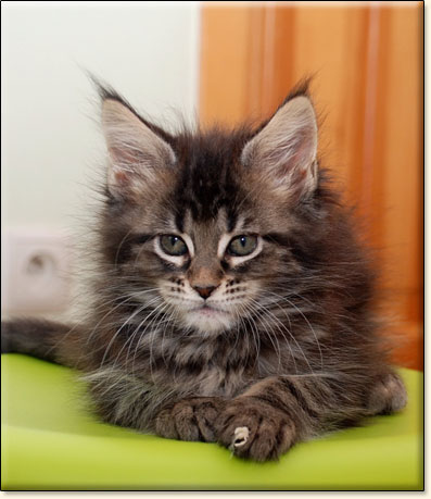 hodowla kotw rasy Maine Coon Villa Park*PL