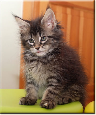 hodowla kotw rasy Maine Coon Villa Park*PL