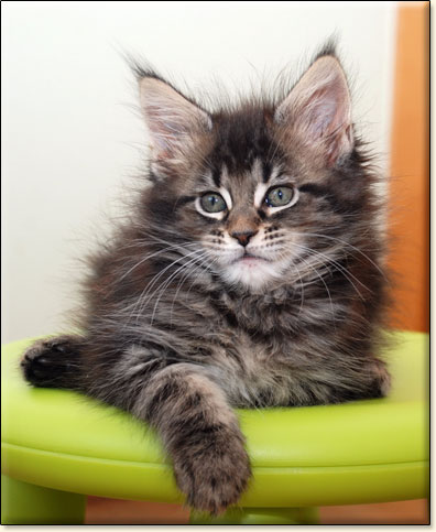 hodowla kotw rasy Maine Coon Villa Park*PL