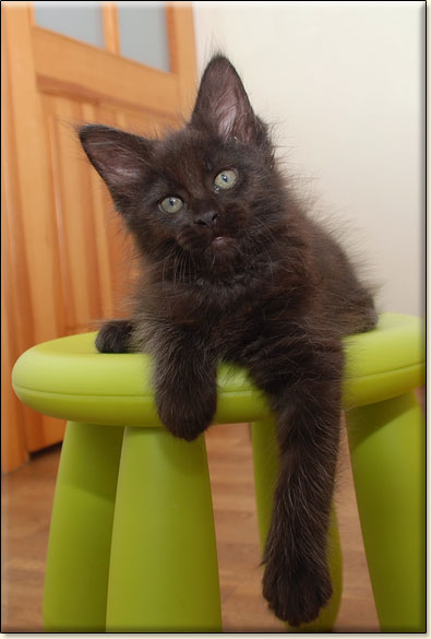 hodowla kotw rasy Maine Coon Villa Park*PL