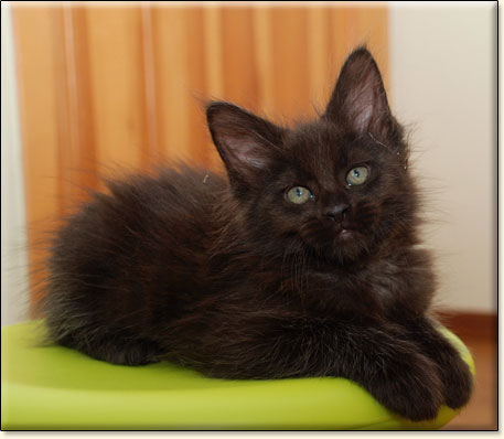 hodowla kotw rasy Maine Coon Villa Park*PL