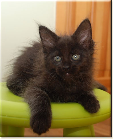 hodowla kotw rasy Maine Coon Villa Park*PL