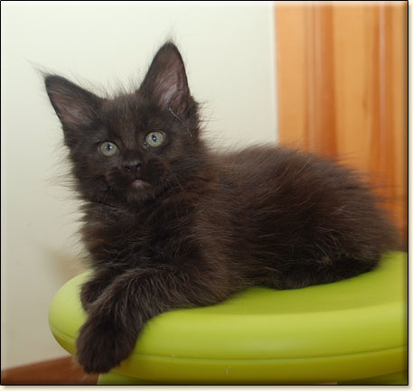 hodowla kotw rasy Maine Coon Villa Park*PL