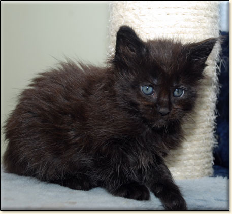 hodowla kotw maine coon Villa Park*PL