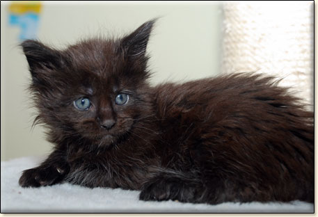 hodowla kotw rasy Maine Coon Villa Park*PL