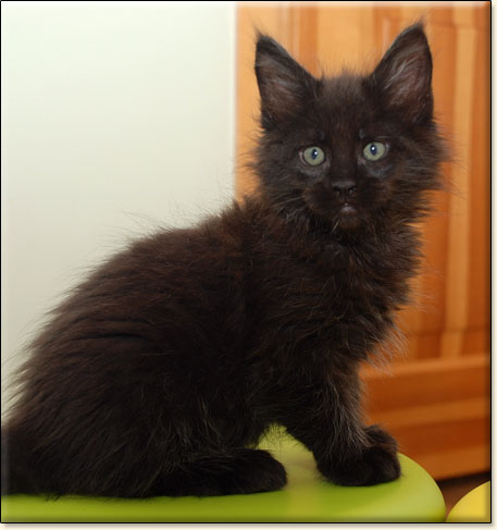 hodowla kotw maine coon Villa Park*PL