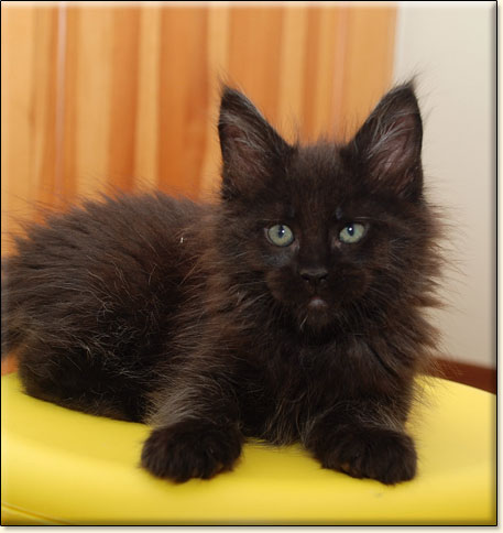 hodowla kotw rasy Maine Coon Villa Park*PL