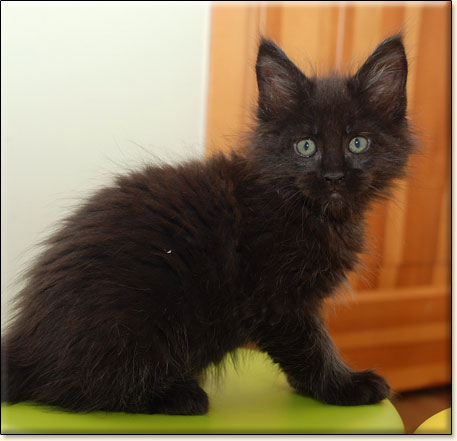 hodowla kotw rasy Maine Coon Villa Park*PL